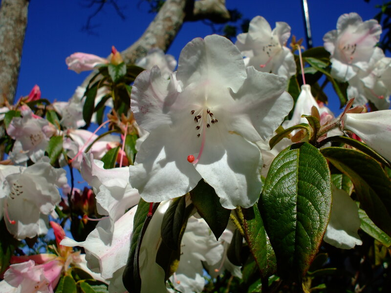White Rhododendron Flowers — Serene, Spring, Photograph