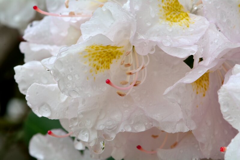 White Rhododendron Flowers — Serene, Spring, Photograph, Water Droplets