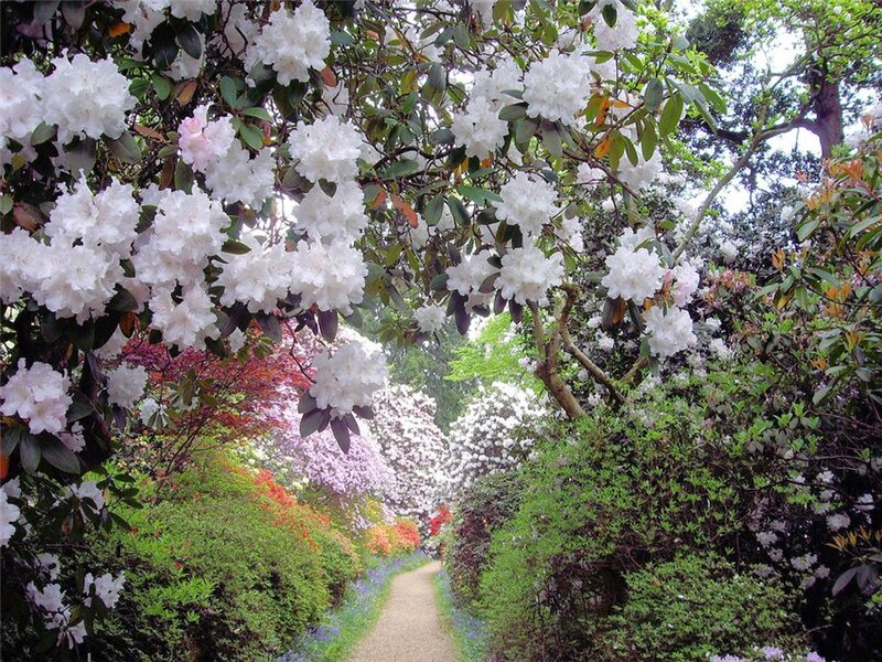 White Rhododendron Flowers — Serene, Spring