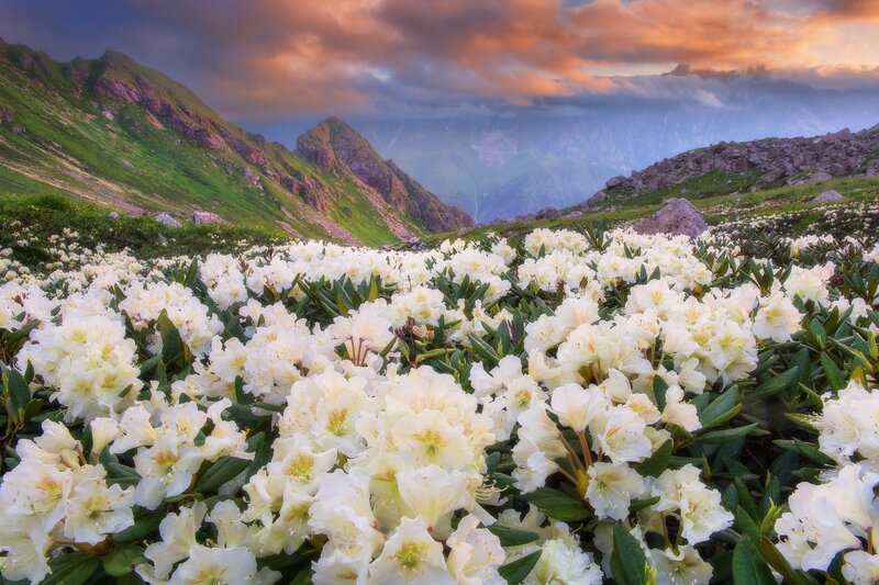 White Rhododendron Flowers — Serene, Sunset