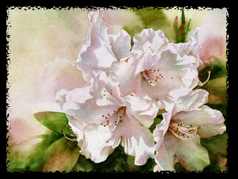 White Rhododendron Flowers — Serene