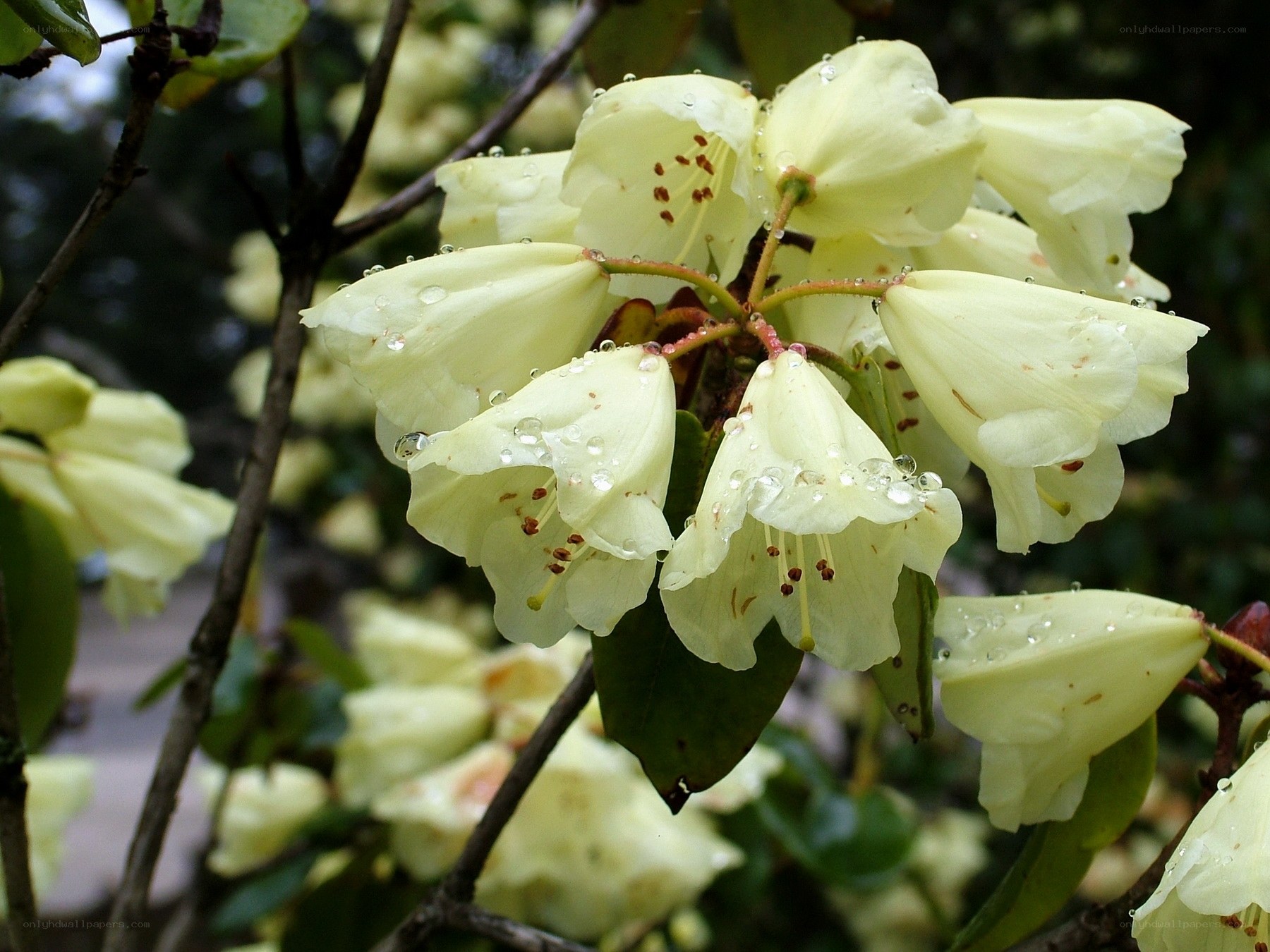 White rhododendron flowers with raindrops