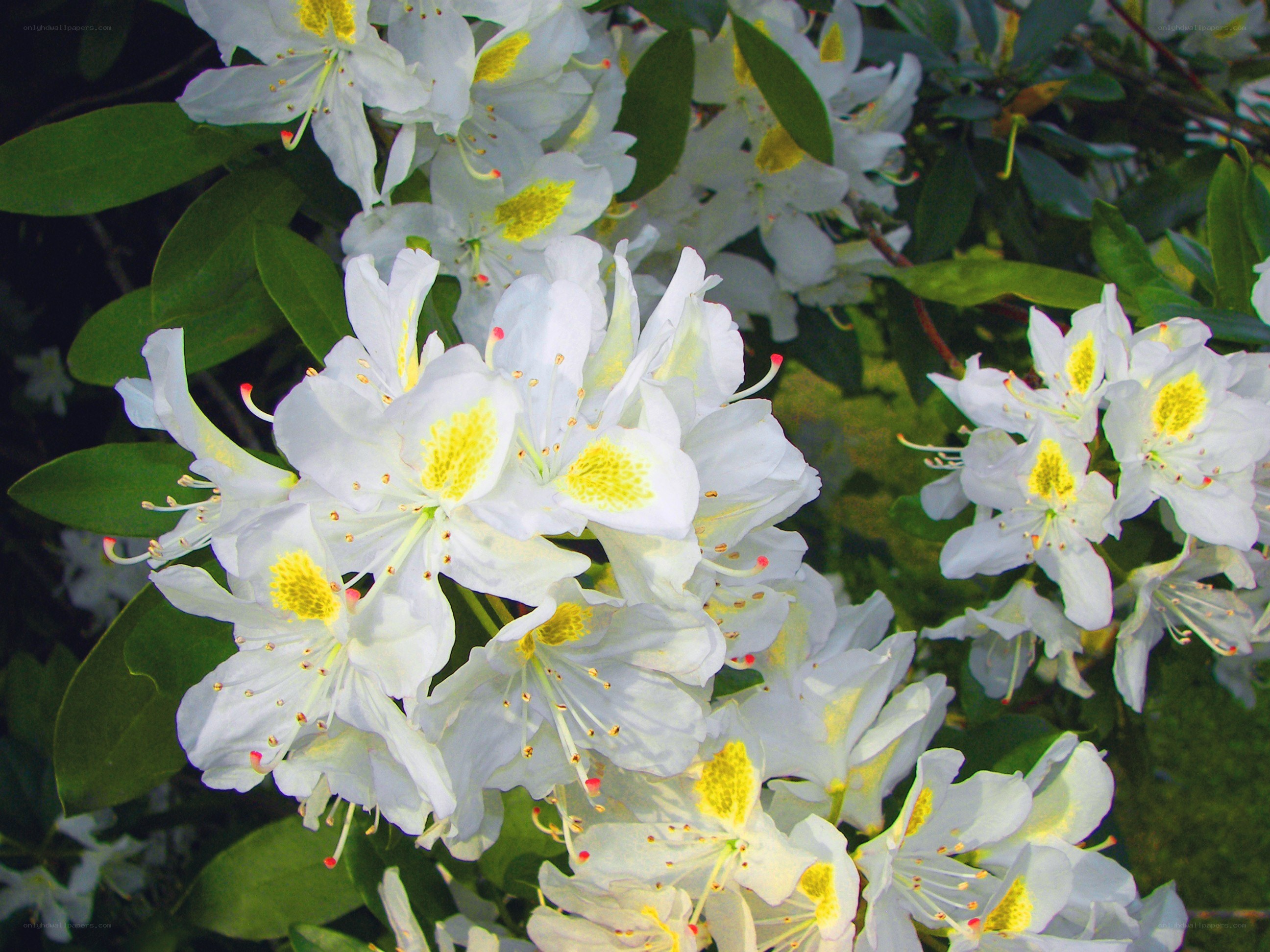 white rhododendron flowers