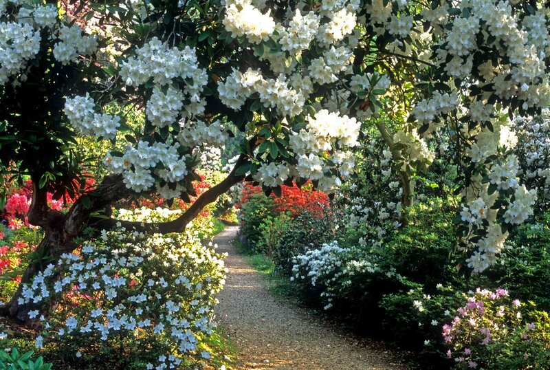 White Rhododendron Garden