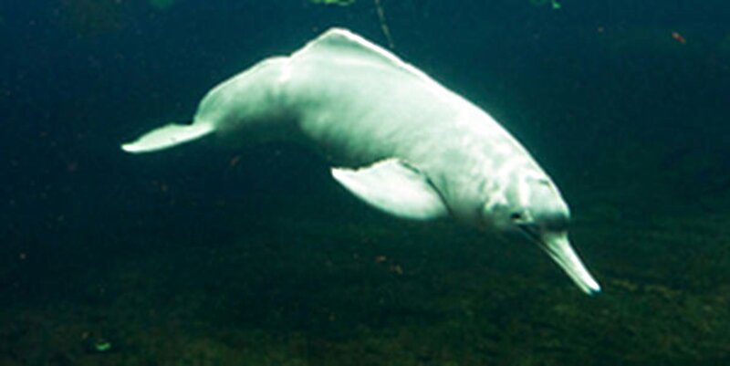 White River Dolphin