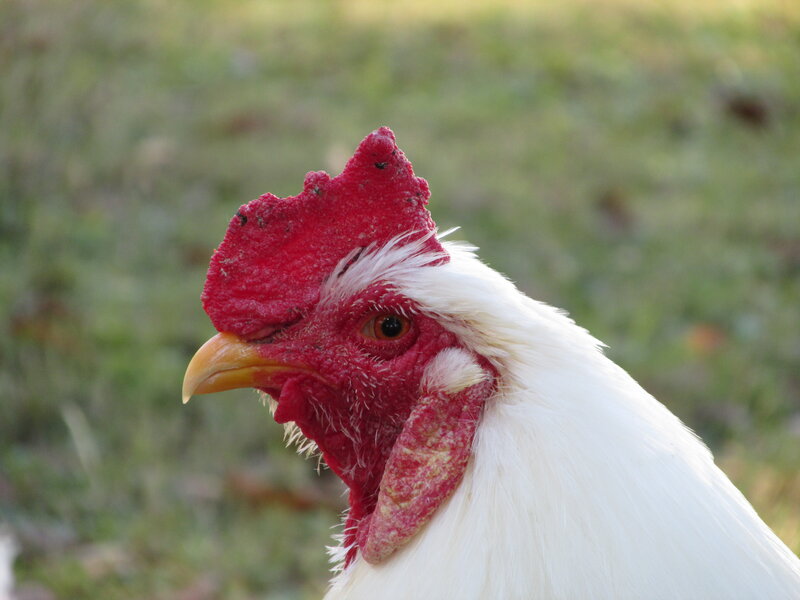 White Rooster Head — Calm