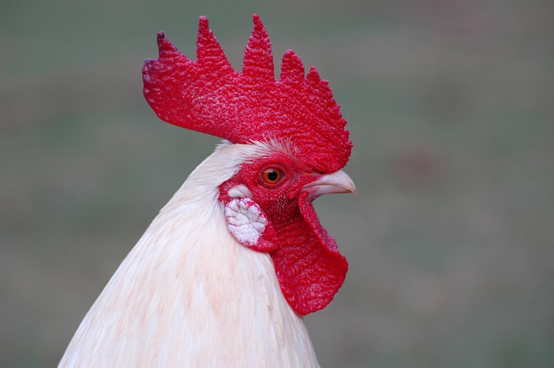 White Rooster Head