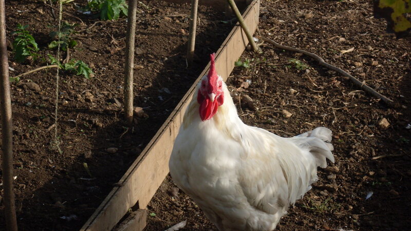 White Rooster in Garden