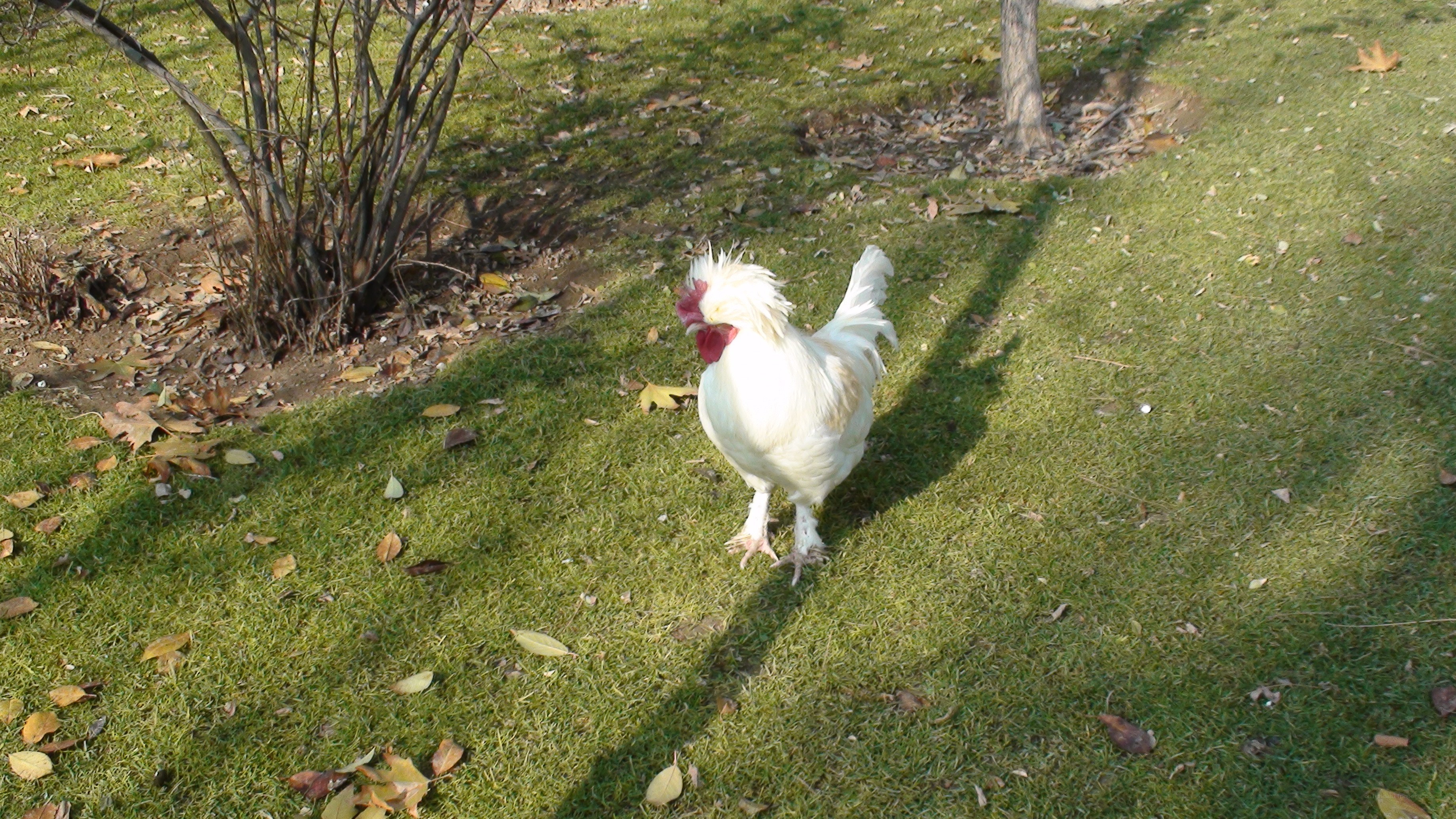 White rooster on a lawn