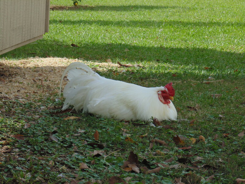 White Rooster on Grass
