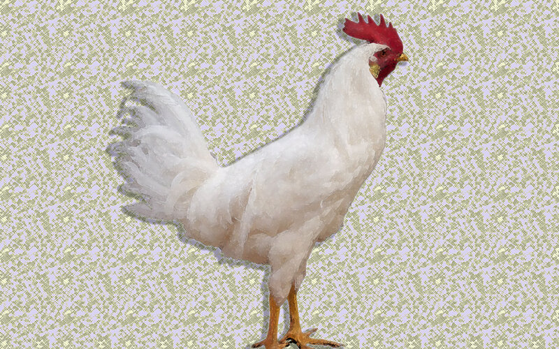 White Rooster Standing