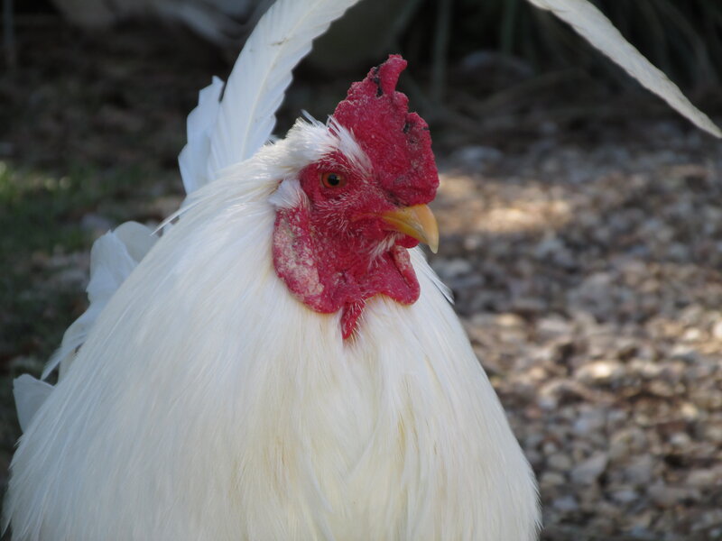 White Rooster
