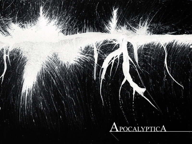 White Roots on Black — Dramatic