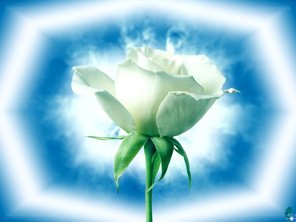 White rose against blue sky