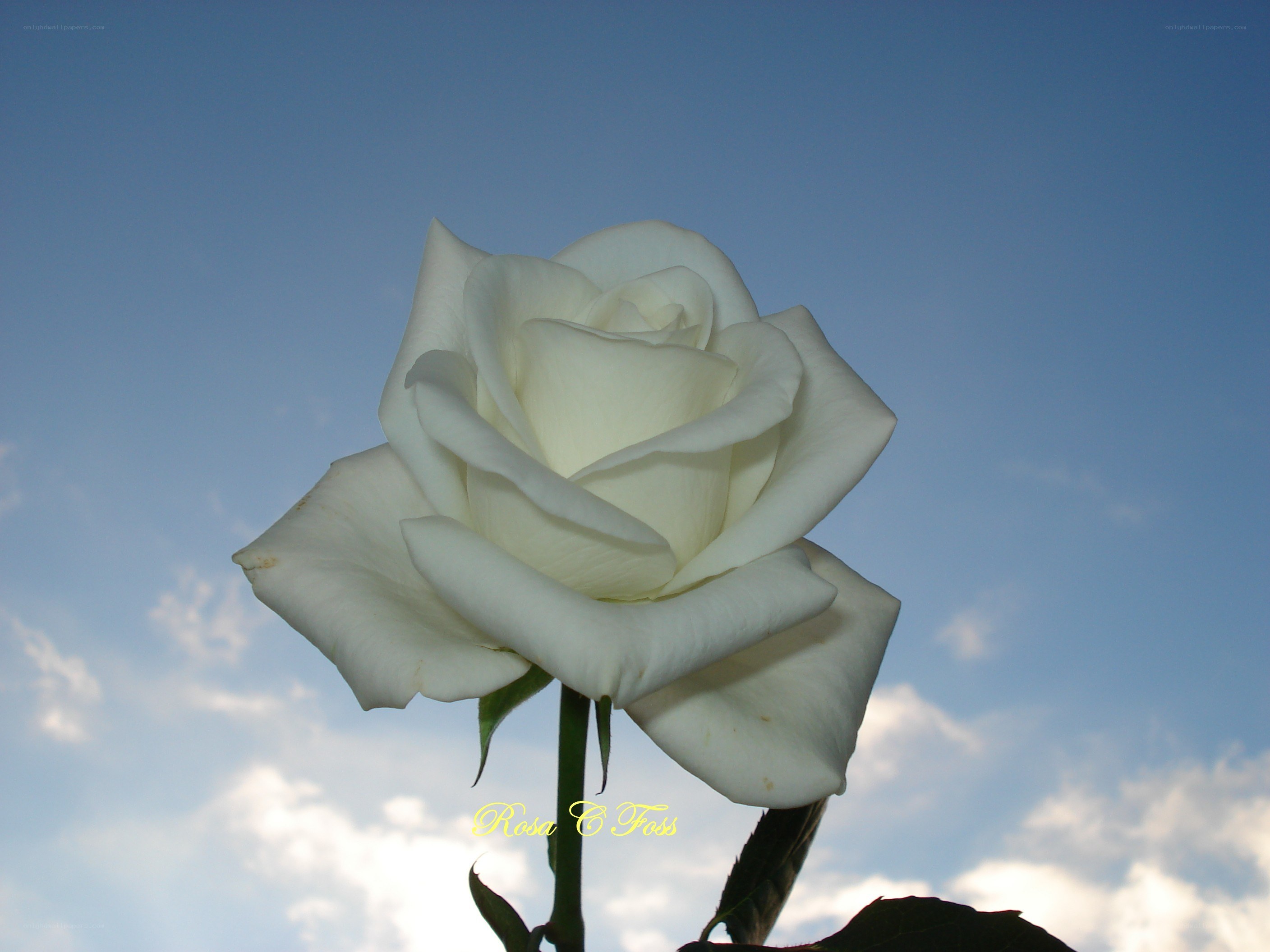 White rose against blue sky