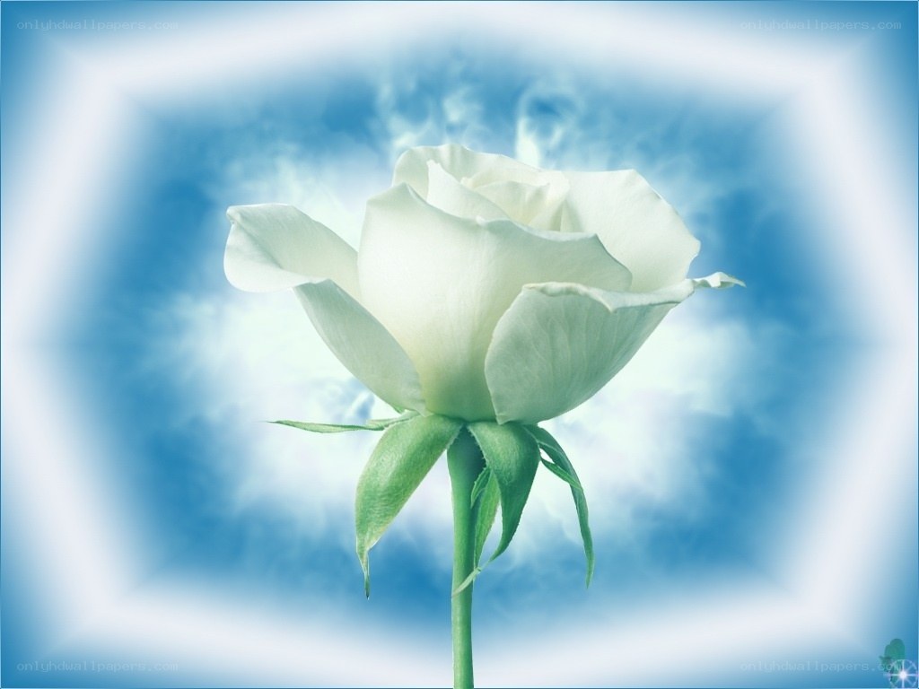 White rose against blue sky