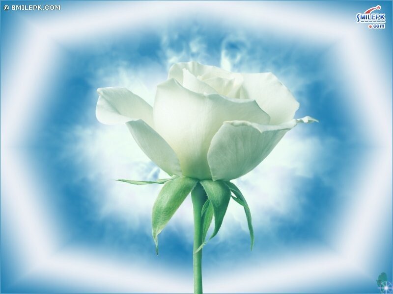 White rose against blue sky