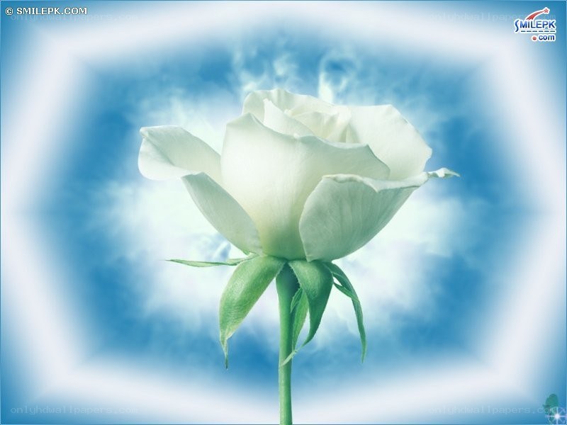 White rose against blue sky