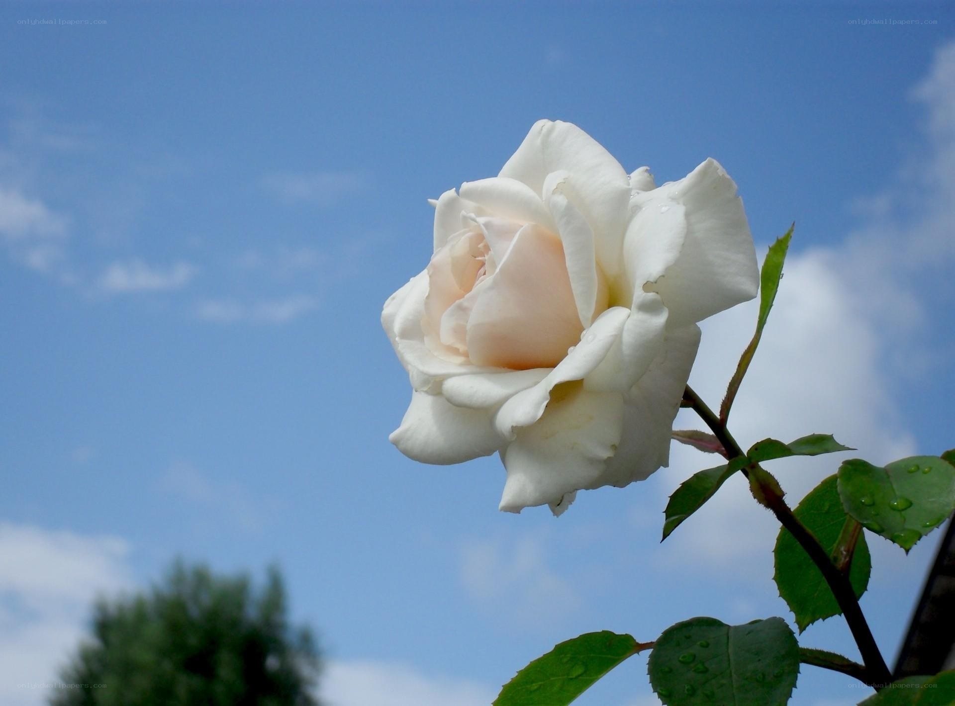 white rose against blue sky