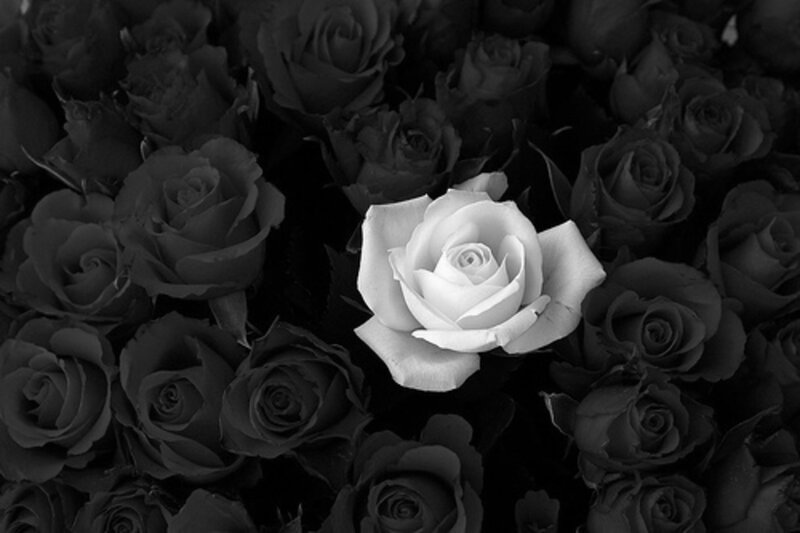 White Rose Among Dark Roses