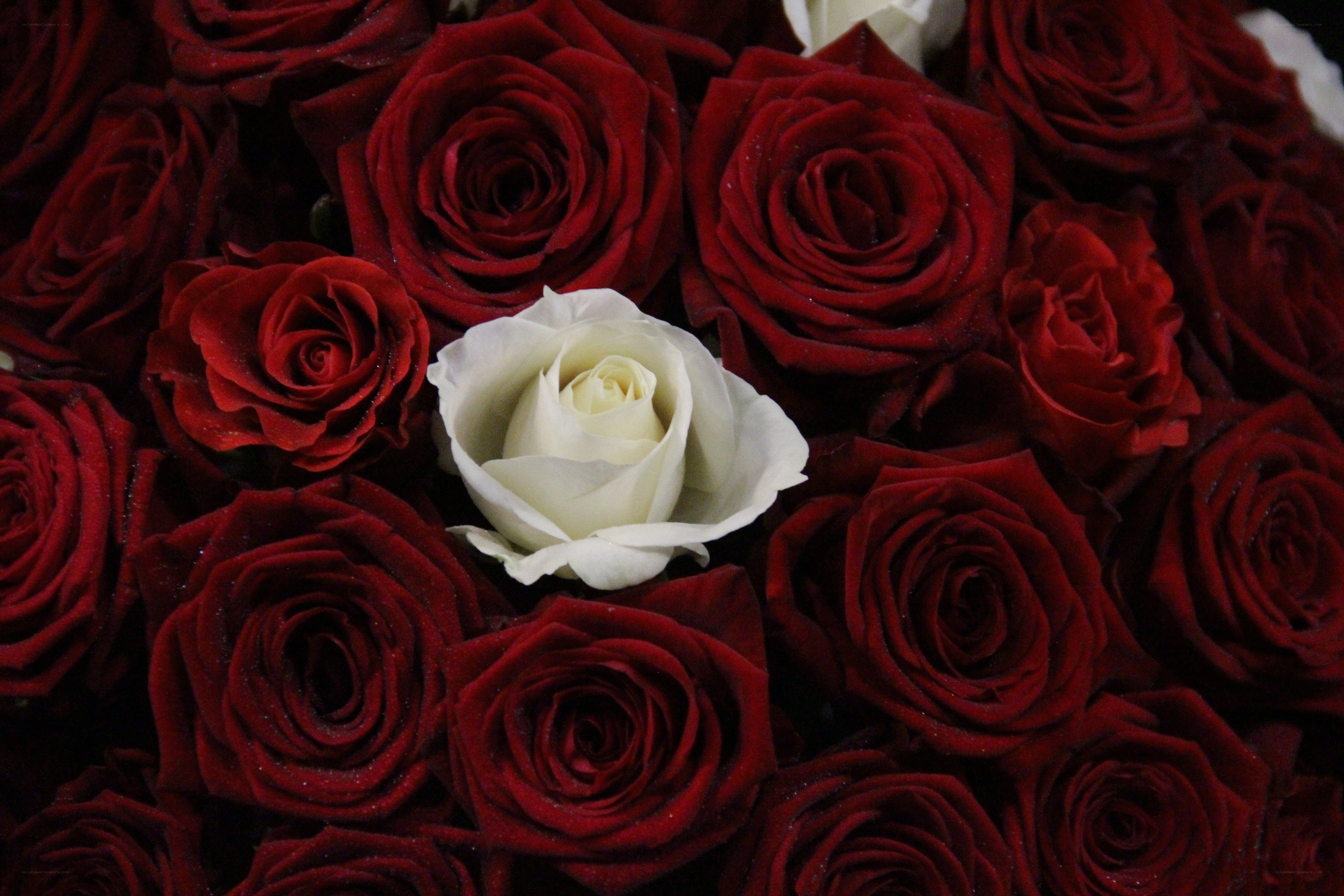white rose among red roses