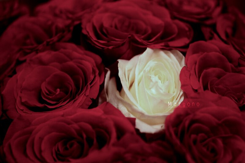 White Rose Among Red