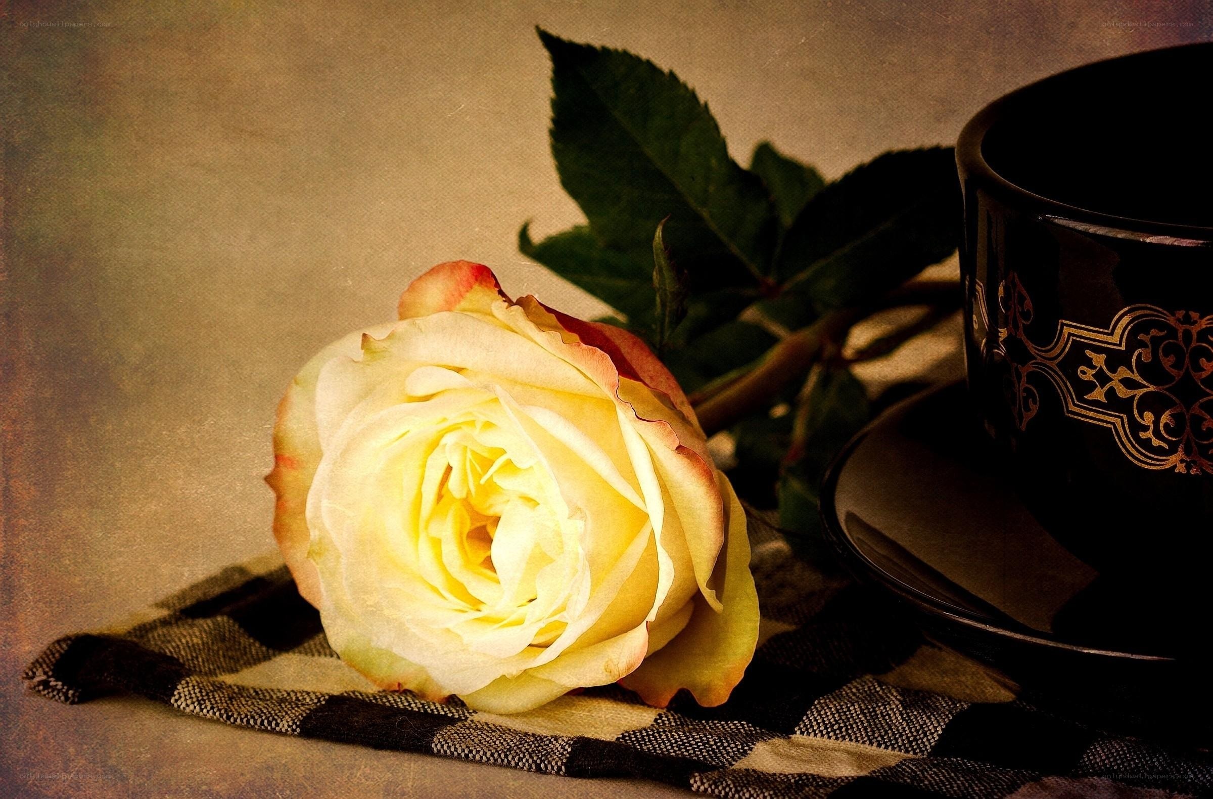 White rose and black cup