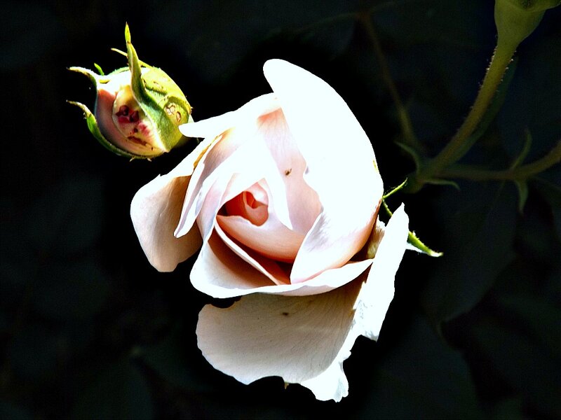 White Rose and Bud