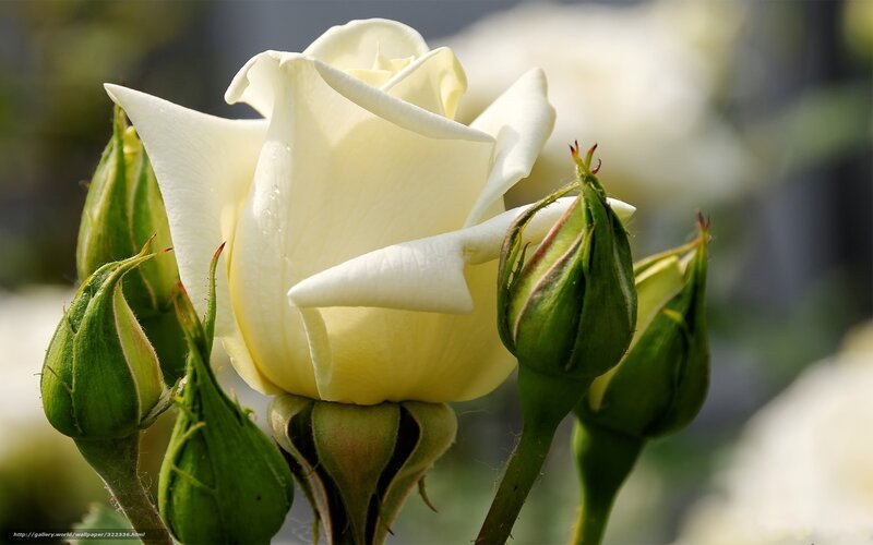 White Rose and Buds — Serene, Afternoon