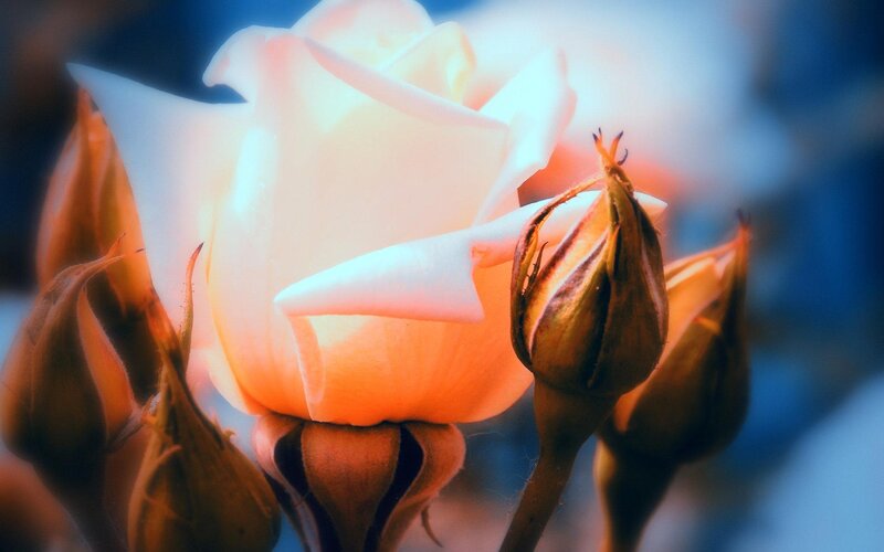White Rose and Buds — Serene, Photograph