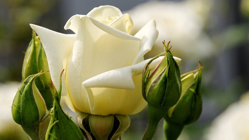 White Rose and Buds — Serene