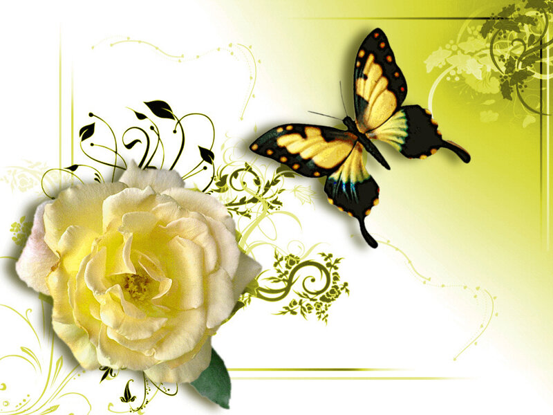 White Rose and Butterfly — Yellow