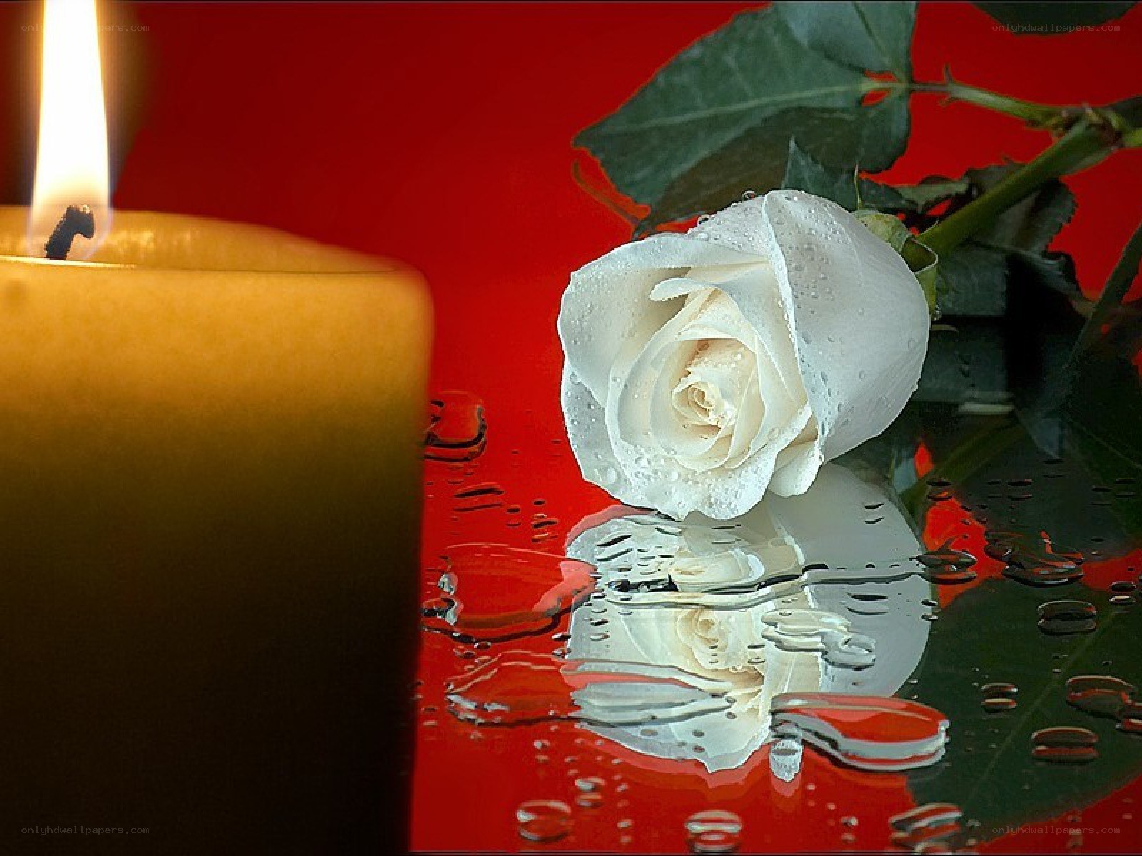 White rose and candle