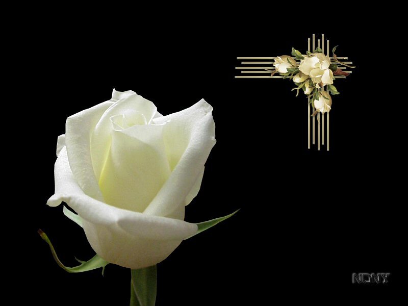White Rose and Cross