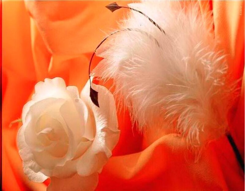 White Rose and Feather