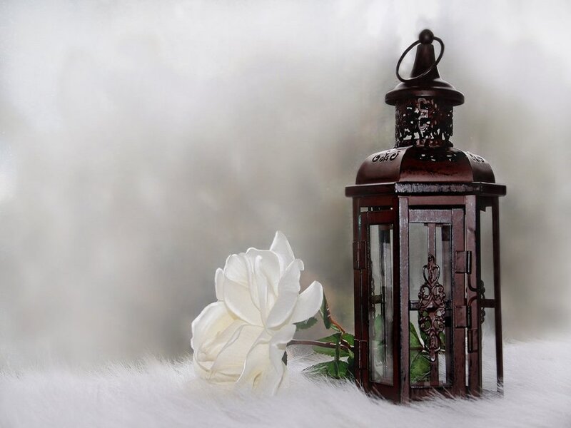 White Rose and Lantern