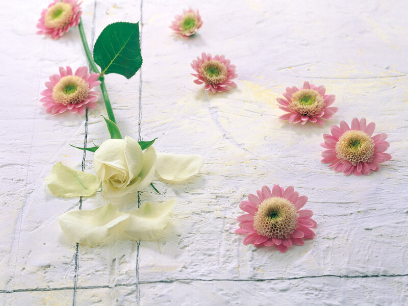 White Rose and Pink Flowers