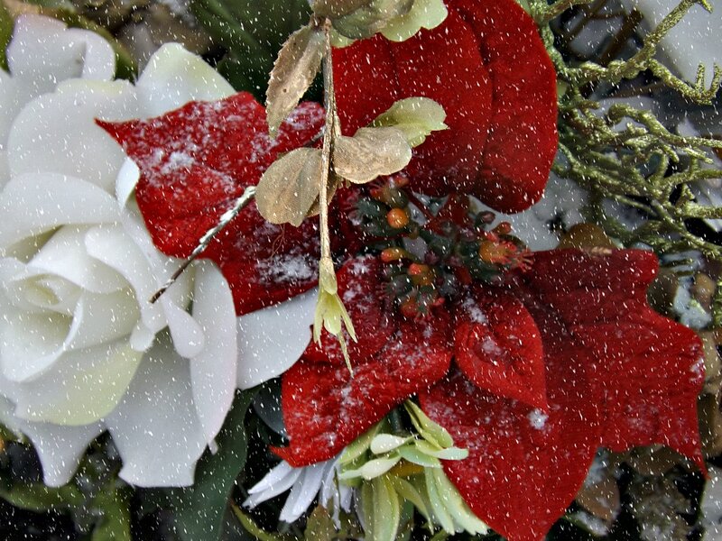 White Rose and Poinsettia