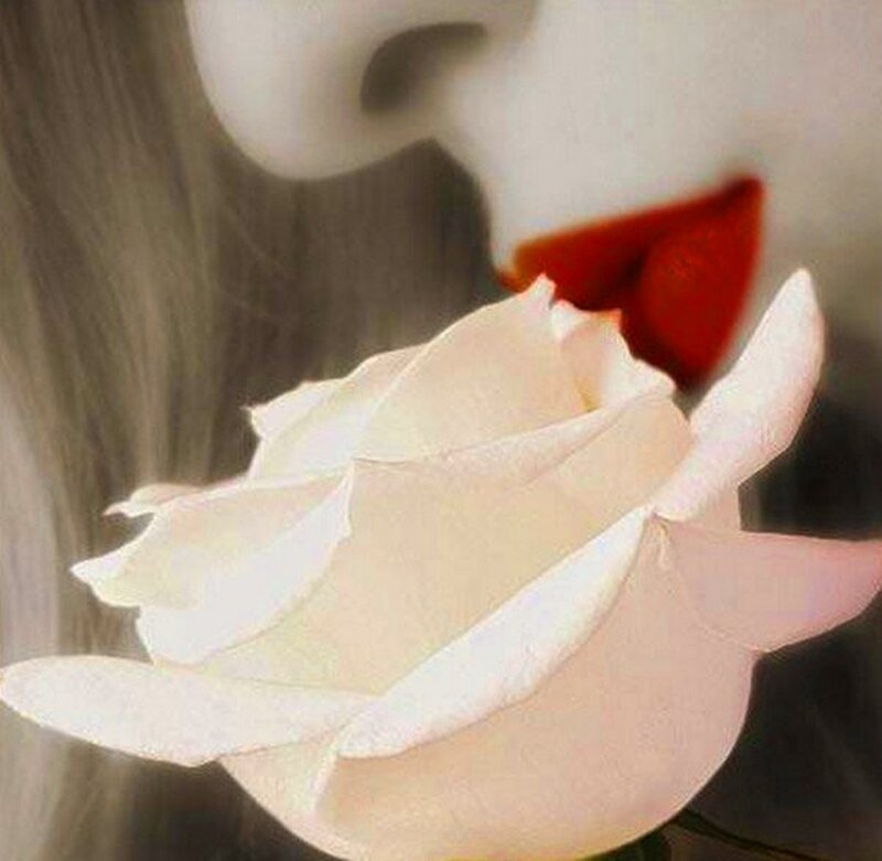 White Rose and Red Lips
