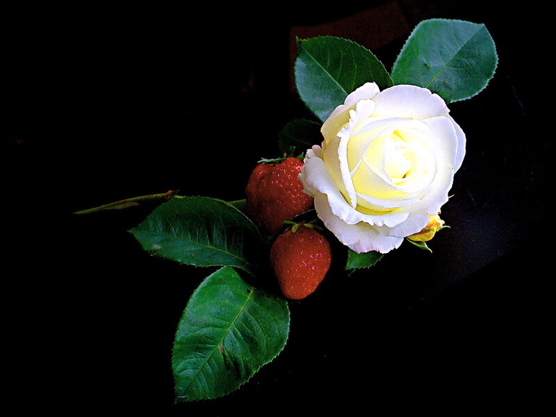 White Rose and Strawberries