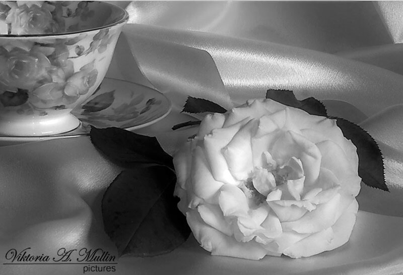White Rose and Teacup — Black
