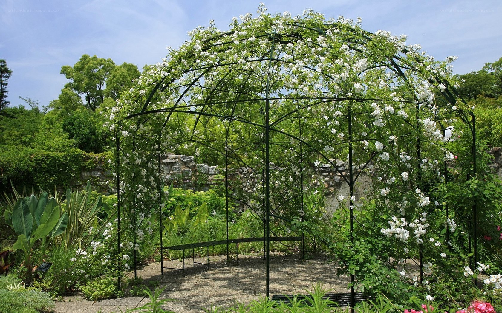 White rose arbor in garden
