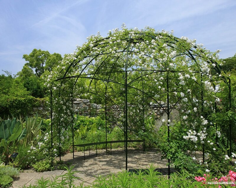 White Rose Arbor