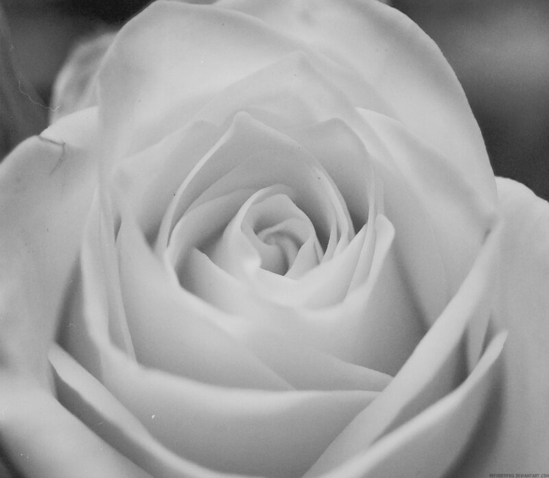 White Rose Bloom — Black, Serene