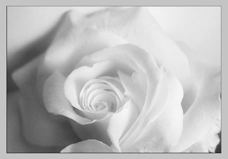 White Rose Bloom — Black