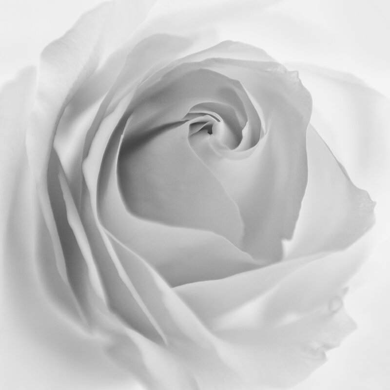 White Rose Bloom — Serene, Photograph, Petals, Gray