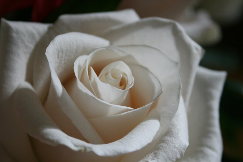 White Rose Bloom — Serene, Photograph, Petals, Shadow