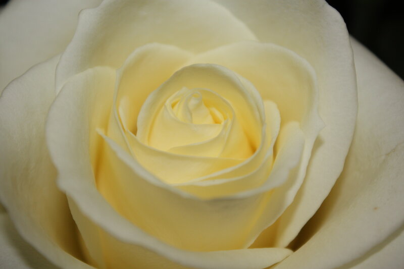 White Rose Bloom — Serene, Photograph, Petals