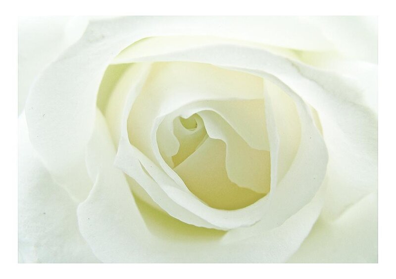 White Rose Bloom — Serene, Photograph