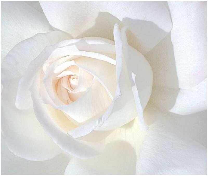 White Rose Bloom — Serene